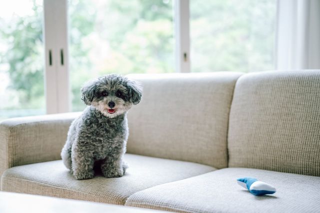 賃貸物件で飼われている犬