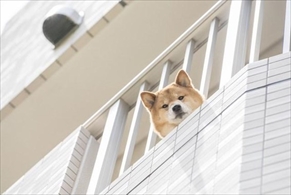 ペット可物件