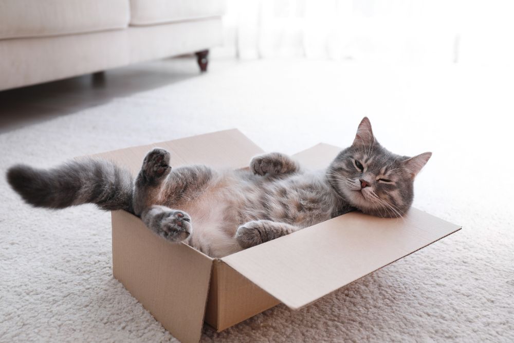 初めて猫を飼うときに必要なもの7選！アイテムの事前準備で快適な 