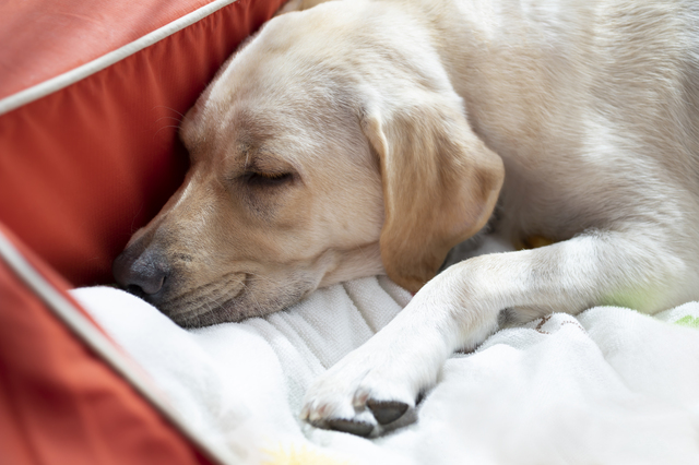 大型犬と住める賃貸物件の探し方 Chintai情報局