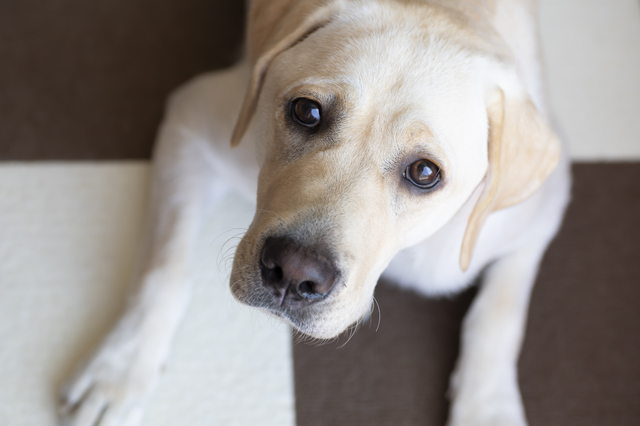 大型犬と住める賃貸物件の探し方 Chintai情報局