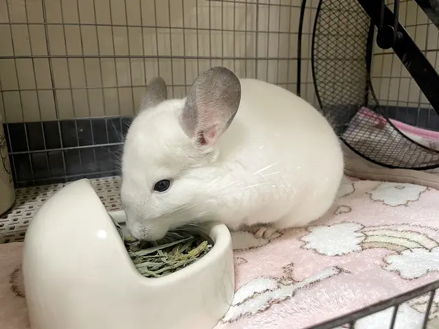 エサを食べているチンチラのうにたん