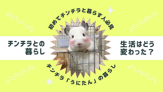 【チンチラと一人暮らし】賃貸物件でも飼えるかわいいペット!大切なパートナーを守る部屋づくり