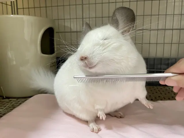 ブラッシングされて気持ちよさそうにしているチンチラのうにたん