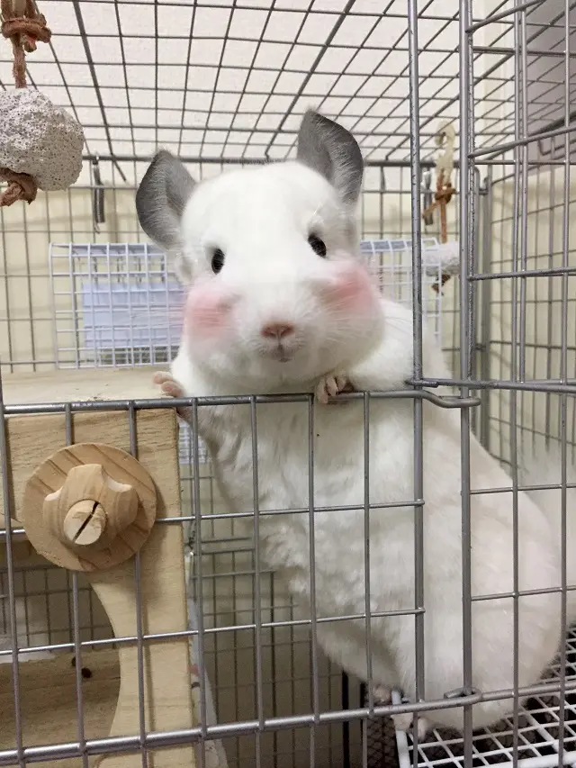 チンチラ_うにたんのプロフィール写真