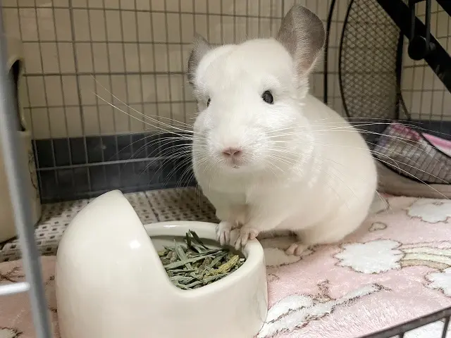 エサ入れに手を置くチンチラのうにたん