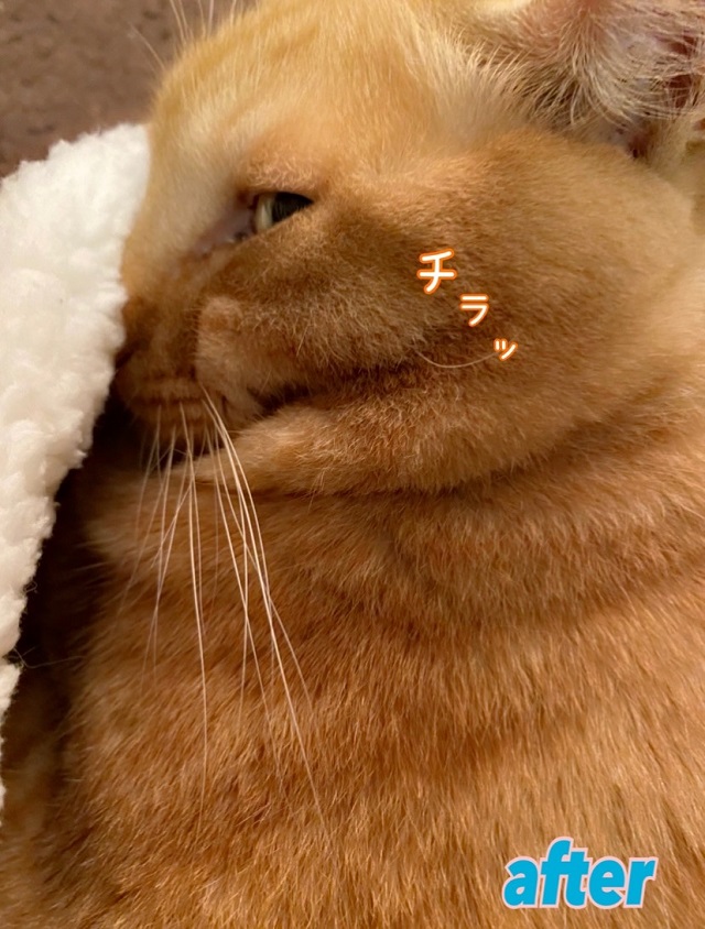 業務田スー子家のねこ_ちゃーぴ