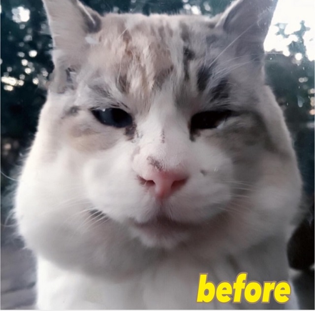 業務田スー子家のねこ_外人君