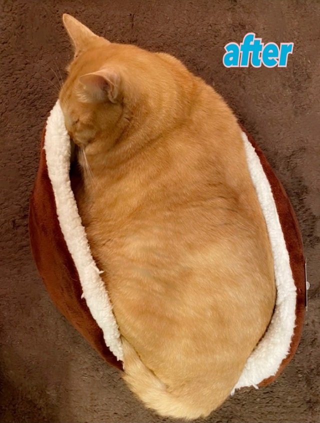 業務田スー子家のねこ_ちゃーぴ