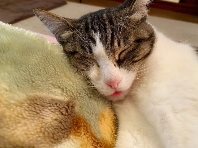 業務田スー子のかんたんレシピ_冷凍肉団子使い倒しレシピ_顔の腫れがひいたねこのみーちゃん