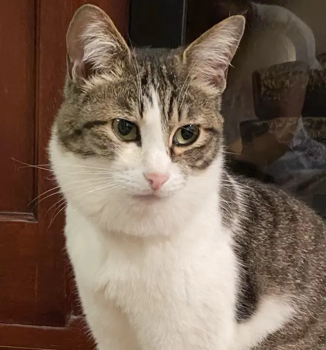 業務田スー子のかんたんレシピ_冷凍肉団子使い倒しレシピ顔の腫れた_ねこのみーちゃん