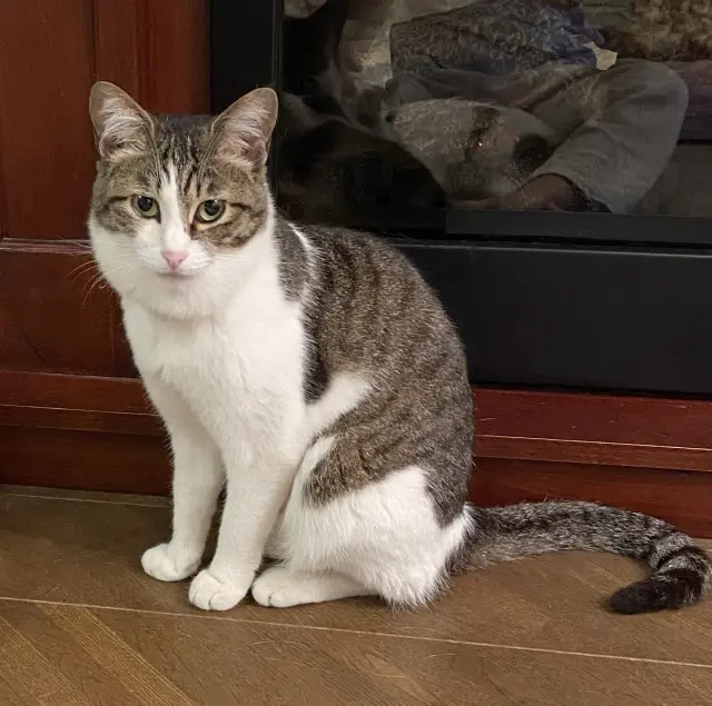 業務田スー子のかんたんレシピ_冷凍肉団子使い倒しレシピ_ねこのみーちゃん