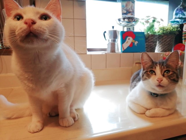 業務田スー子のかんたんレシピ_冷凍肉団子使い倒しレシピ_ねこ二匹