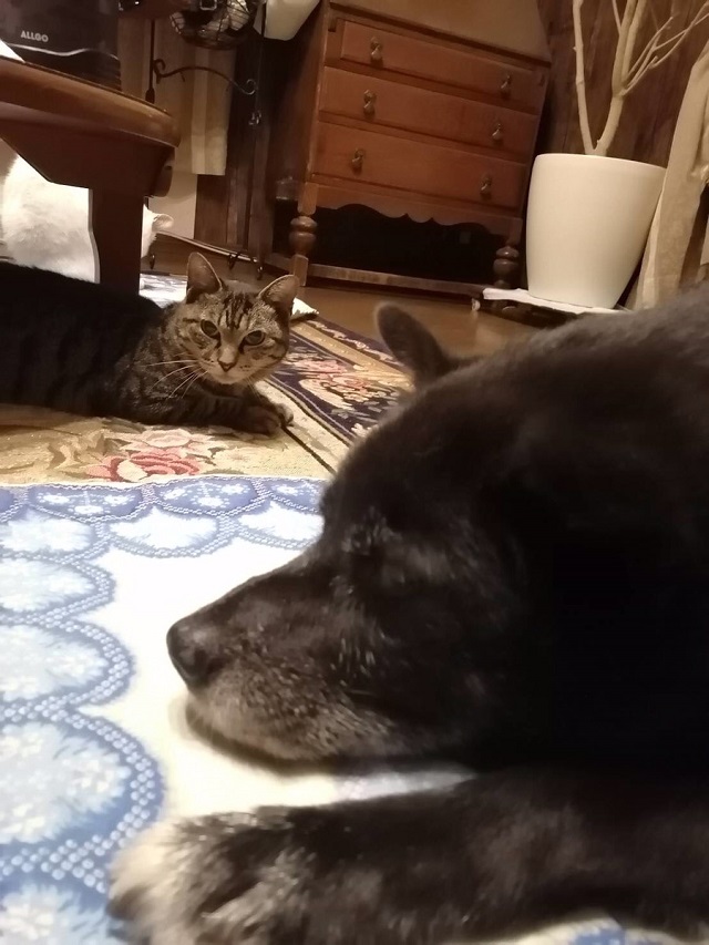 業務田スー子家の犬