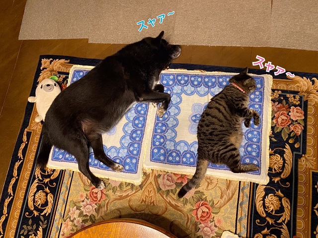 業務田スー子家の犬と猫が仲良く寝ている