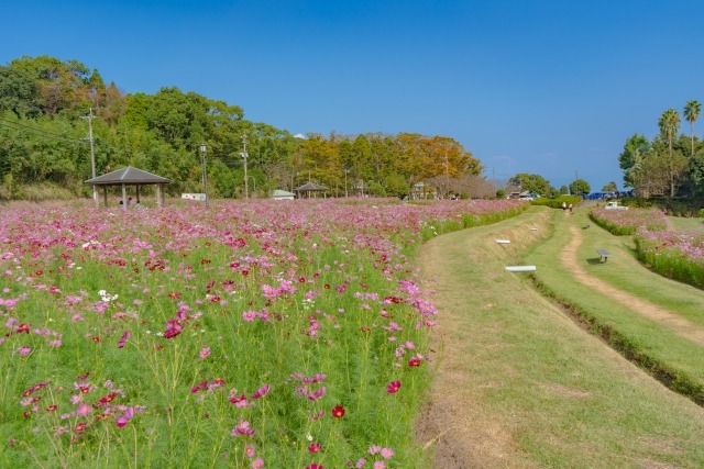 慈眼寺公園のコスモス