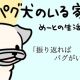 【パグ犬のいる家】めーとの生活（34）「振り返ればパグがいる」