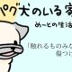 【パグ犬のいる家】めーとの生活（11）「触れるものみな傷つけた」