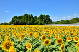 夏といえばヒマワリですよね！夏空の下で、一面に咲く黄色のヒマワリを撮影しにいきましょう！